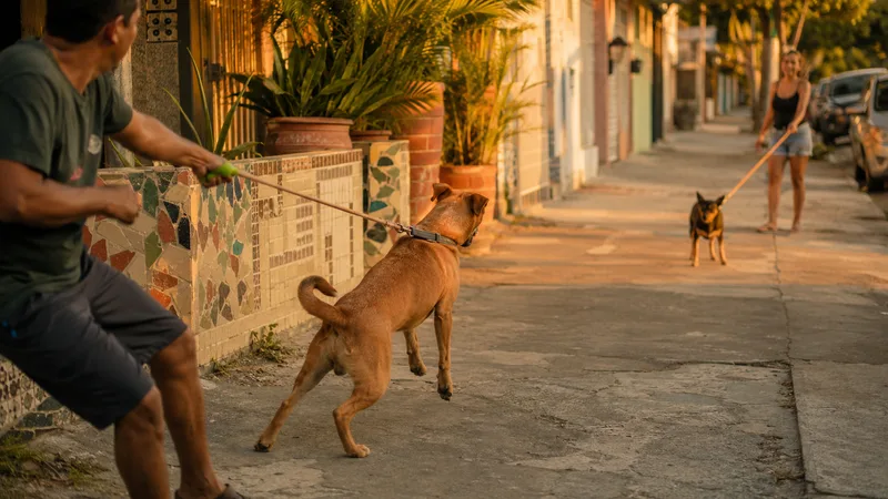 Agosto e cio: como evitar fugas, brigas e cruzas acidentais no bairro