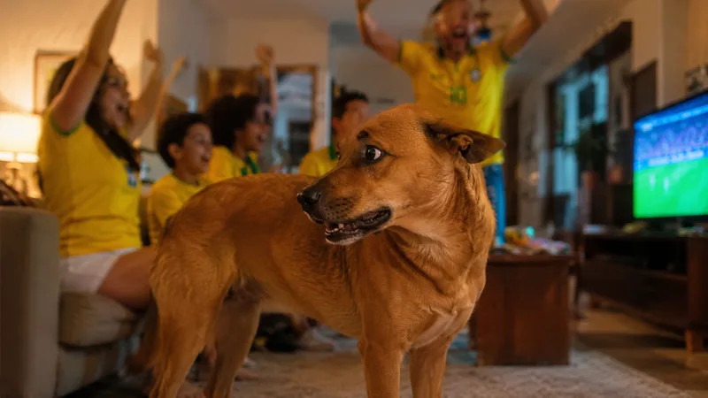 Brasil em dia de Copa: como proteger o seu doguinho de gritos buzina e casa lotada