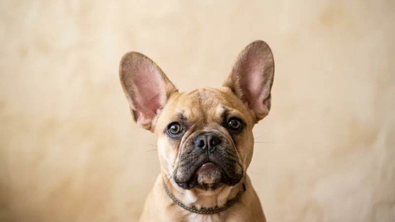 Bat dog: a ciência por trás das orelhas que hipnotizam o mundo inteiro