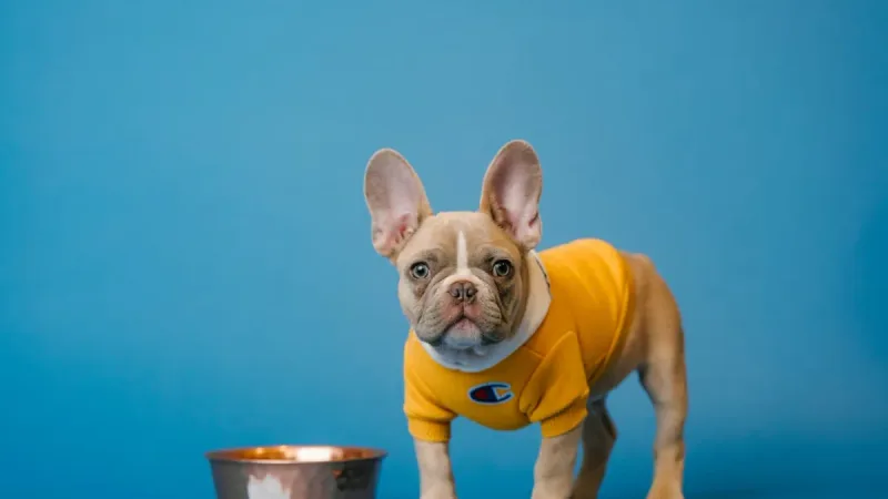Por que o Bulldog Francês não pode nadar: o erro que pode ser fatal para a raça