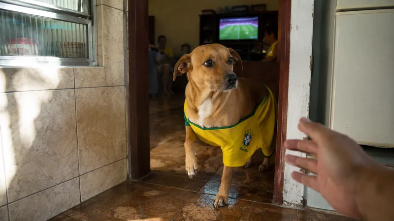 Camisa da seleção no cachorro: quando fica fofo e quando vira desconforto de verdade