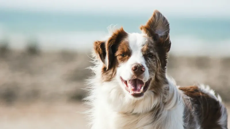 Cão Velcro: por que seu doguinho não te deixa ir ao banheiro sozinho