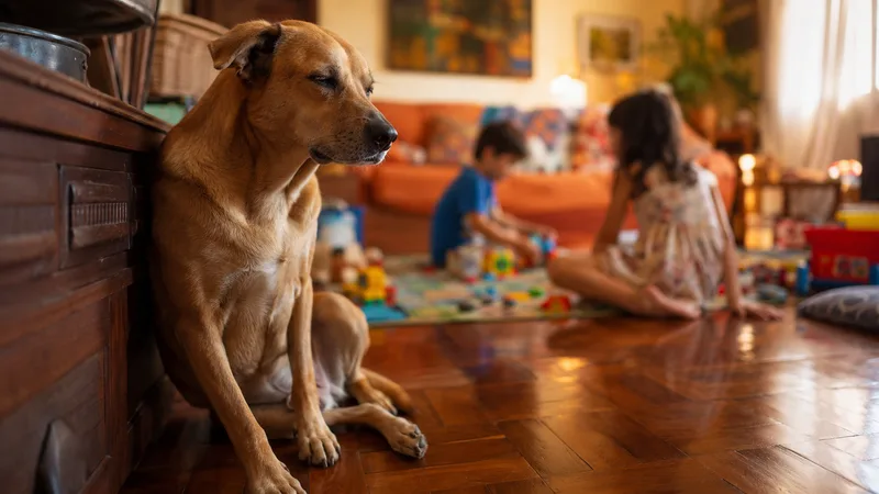 Casa cheia nas férias: o limite da brincadeira para não sobrecarregar o cachorro