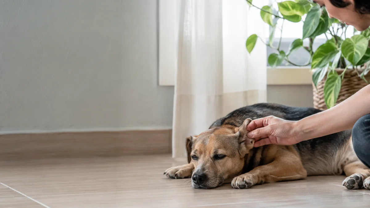 Febre em cachorro: 5 sinais que denunciam antes do termômetro e quando é emergência
