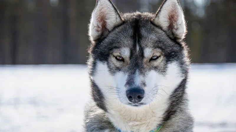 Por que os cães inclinam a cabeça quando você fala: a ciência tem a resposta